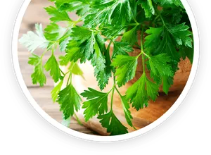 Luteolin botanical source