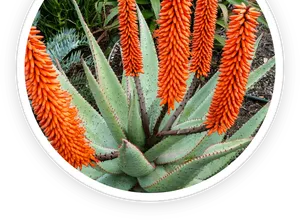 Aloe leaf and gel